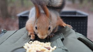 Белки. Короткая зарисовка