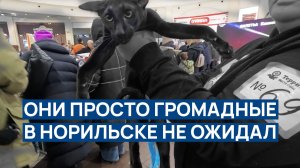 Этого В НОРИЛЬСКЕ не ожидал 😳 Какие они КРАСИВЫЕ 🌈 Они ГРОМАДНЫЕ 💥 НЕОЖИДАННО и интерестно ❗❗