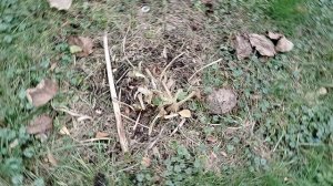 Опята переехали к московской школе на корнях лилейников и хост. Ноябрь 2025