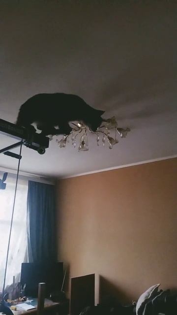 кошка как коршун