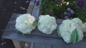 Выращиваю цветную капусту