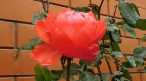 13=11=2025  уни  ПВН  (61)