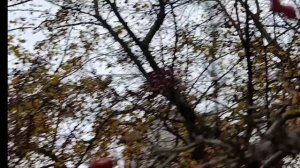 Эссе "СТРЕМЛЕНИЕ"