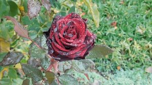 14=11=2025  ник  ПВН   наб   (71)