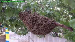 Поздний рой пчел в октябре