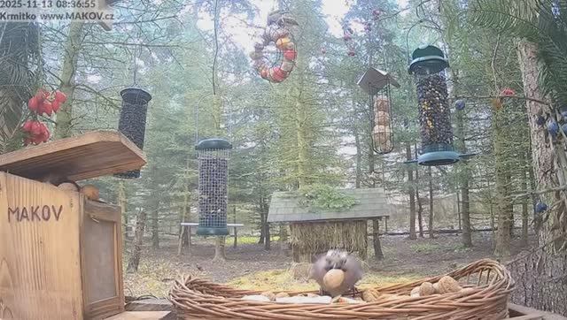 Сойка и орехи