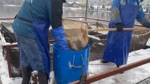 Запуск форели