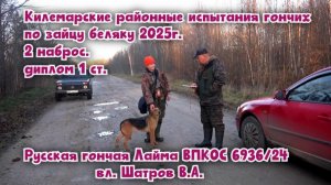 Килемарские районные испытания гончих по зайцу.Русская гончая Лайма вл. Шатров В.А.  дип. I ст.#топ