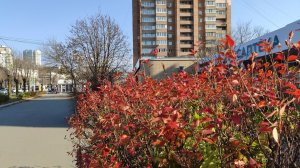 Багратиона , новогодние ёлки , игрушки. Владивосток