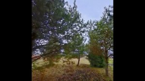 Конец осени и прекрасная мелодия скрипки Тигран Петросян - Осень🧡💛.mp4