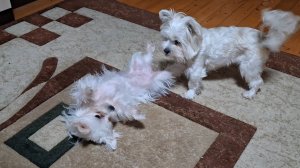 Дети развлекаются. Вечерняя зарядка!!!