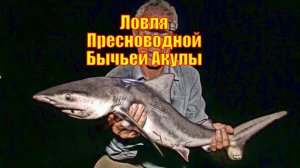 Ловля Пресноводной Бычьей Акулы