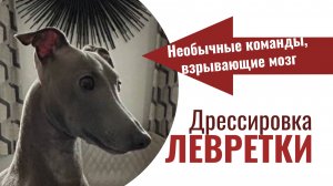 Левретки: особенности породы.Легко ли поддаются дрессировке?