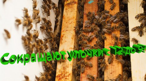 Сокращение улочек 12→9: когда это ВЫГОДНО пчеловоду