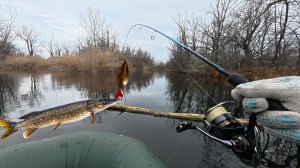 ОСЕННИЙ УЛОВ:  ЛОВЛЮ РЫБУ В САМОЙ КРАСИВОЙ  ПОРЕ ГОДА. УДИВИТЕЛЬНЫЕ МОМЕНТЫ НА СПИННИНГ.