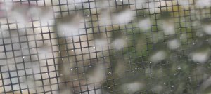 канди клаб игрушка пищалка распаковка трансляция