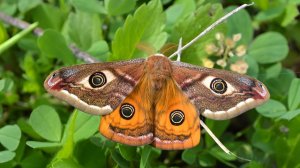 5 самых ярких бабочек планеты, чья красота – залог выживания