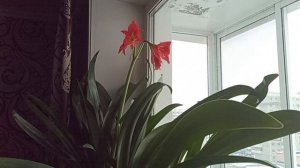 15 НОЯБРЯ 2025 Г.  ЗАЦВЁЛ МОЙ АМАРИЛЛИС.