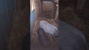 Хрюни-поросюли.