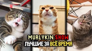 🔥 Приколы с котами и собаками 😂 Подборка смешных животных №6 ☺️ Лучшие за Всё Время 😎