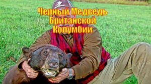 Черный Медведь Британской Колумбии