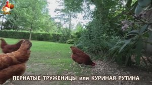 Куриная рутина – что делают куры на выгуле 😂 эпизод (57)