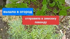 Отправила лаванду на зимовку