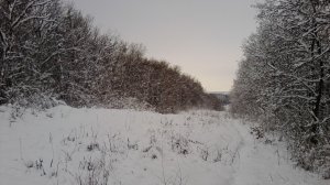 Стрим 🔴 В Лесу