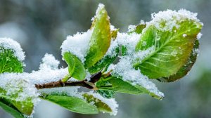 Первый снег выпал в Москве
