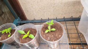 ПЕРЕСАДКА ОГУРЧИКОВ В ДОМАШНЕМ ОГОРОДИКЕ.