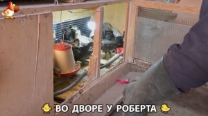 Содержание кур в домашних условиях и других птиц во дворе у Роберта 🐣🐤🦆🐔🪿🦃 (334)