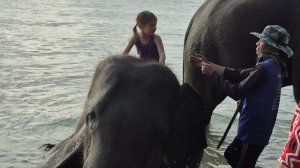 Купания слонят на пляже Острова Ко Чан