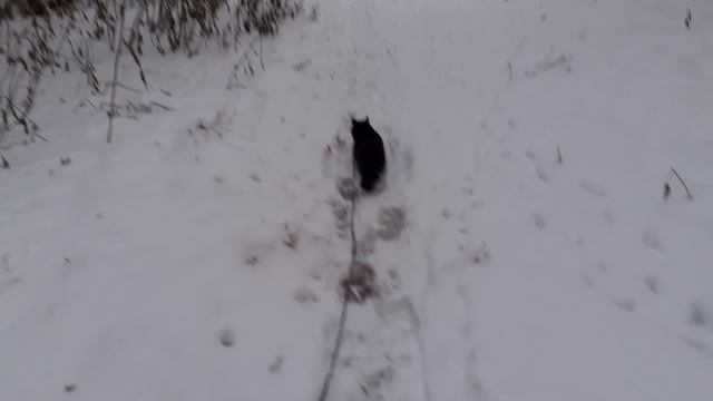 Мишка на прогулке.