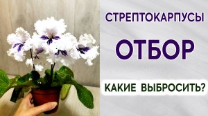 Отбор стрептокарпусов. Какие выбросить? Комнатные цветы. Обзор сеянцев.