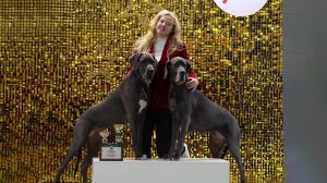 В Москве открылась кинологическая выставка "Евразия"