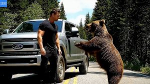 Медведица попросила о помощи, чтобы спасти медвежонка