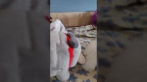 БЕЛЫЙ КОТ СНОВО ЗЛОЙ? ЧАСТЬ 1/2