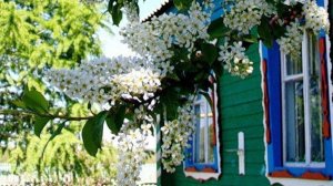 Песни моего поколения, мы это слушали и пели.  Под окном черёмуха колышется