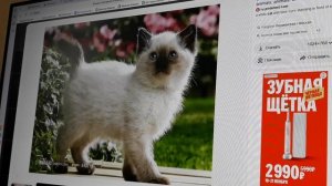 КОШКИ ТАНЦУЮТ