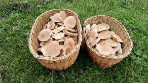 Солнечная (но сейчас пасмурная) Адыгея порадовала СИНЕНОЖКОЙ! По грибы 15 ноября 2025 года.