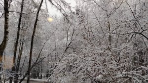 Первый снег в Подмосковье, поездка на дачу🌨️❄️🌨️