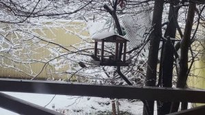 Первый снег. First snow