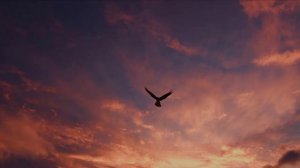 УЛЕТАЛИ ПТИЦЫ ЗА ГРАНИЦУ