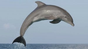 Дельфины у нашего пляжа🐬🌊