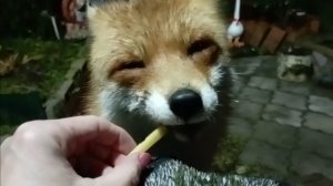 (1169) Лиса приходит в гости. Ноябрь 2025