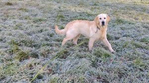 Первый снег в жизни Ахиллеса 15.11.2025