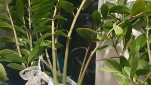 За окошком месяц, под окошком ветер...