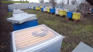Осмотр пчел в феврале возвратные холода