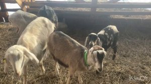 С чего начать козоводство. Купить взрослую козу или козлят. Объясняю как правильно