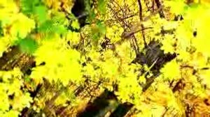 У берез и  сосен  (кавер) Н.Бузаджи  st Werema54